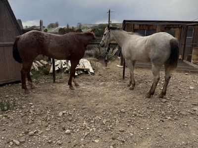 5 year old gelding
