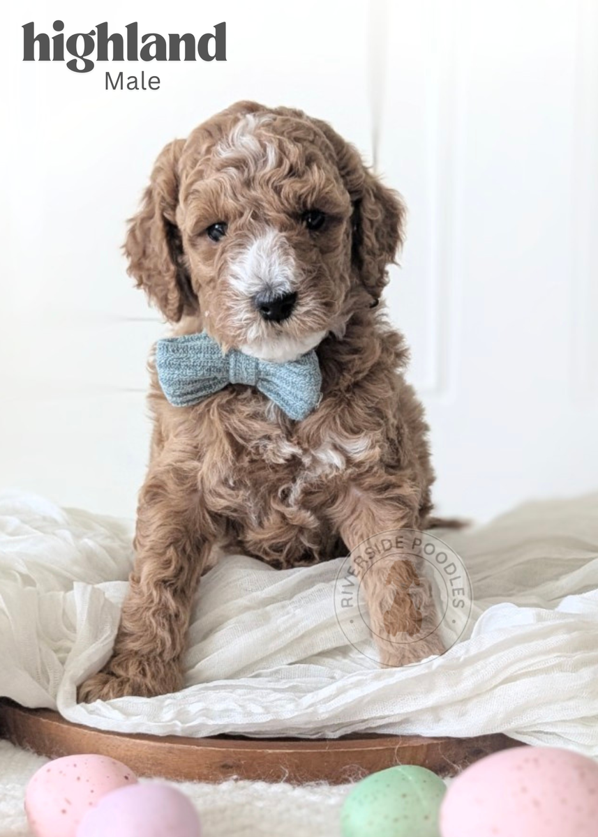 AKC Mini Poodle Puppies