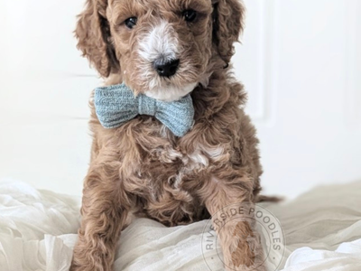 AKC Mini Poodle Puppies