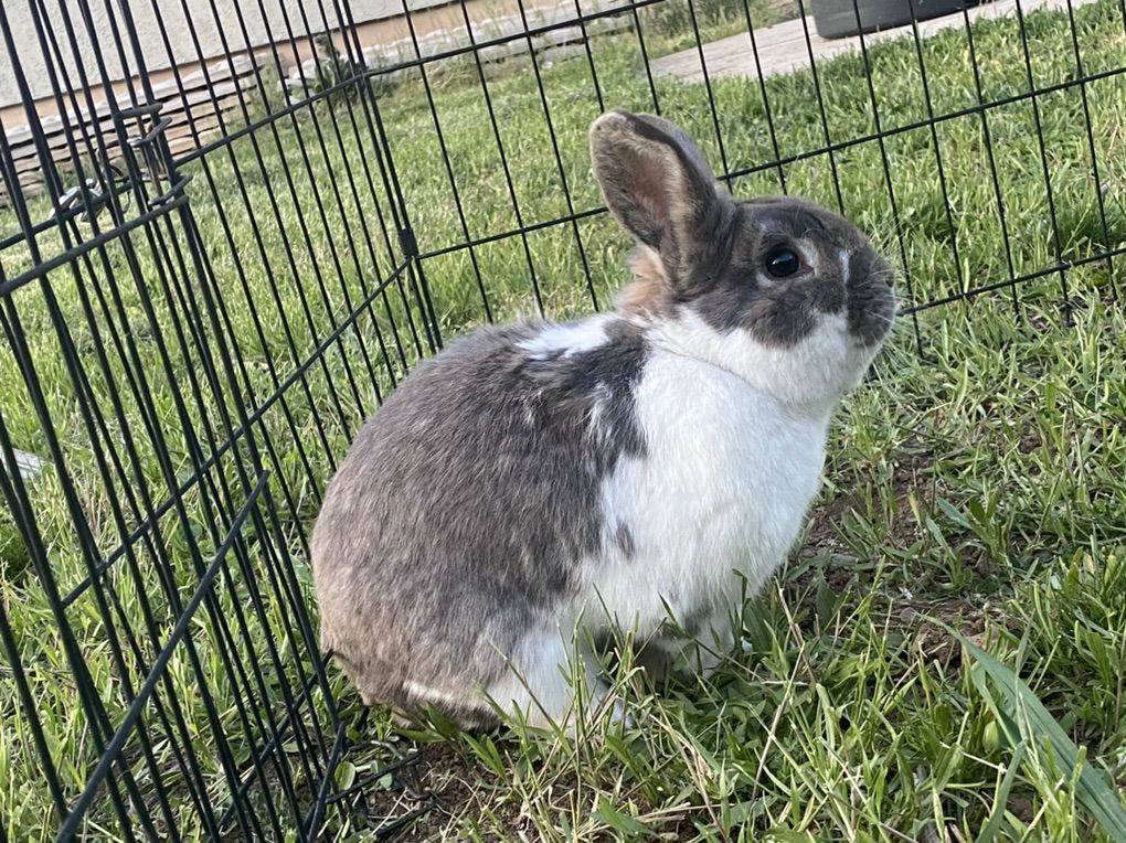 Lop/mini Rex Mix Buck