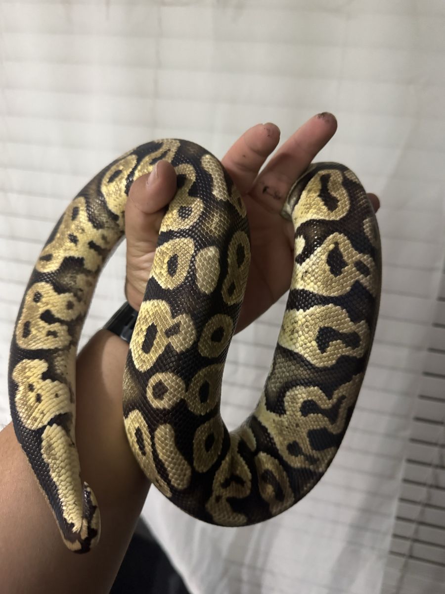 FREE !!Ball Python