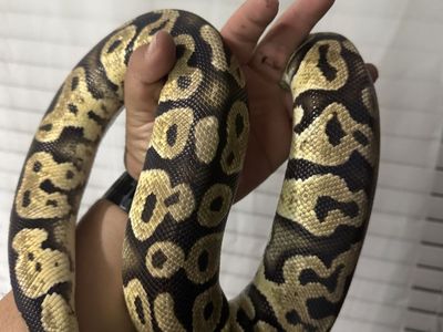 FREE !!Ball Python