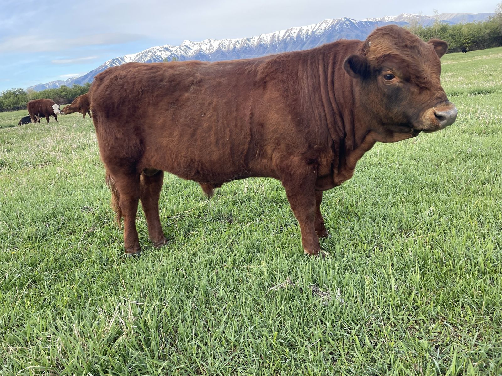 Dexter Bull