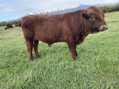 Dexter Bull
