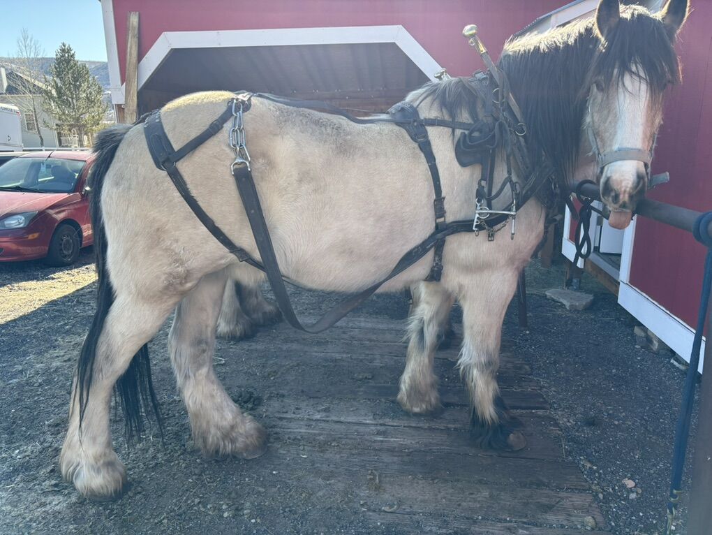 leather Draft Harnes For Sale