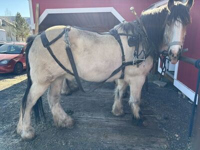 leather Draft Harnes For Sale