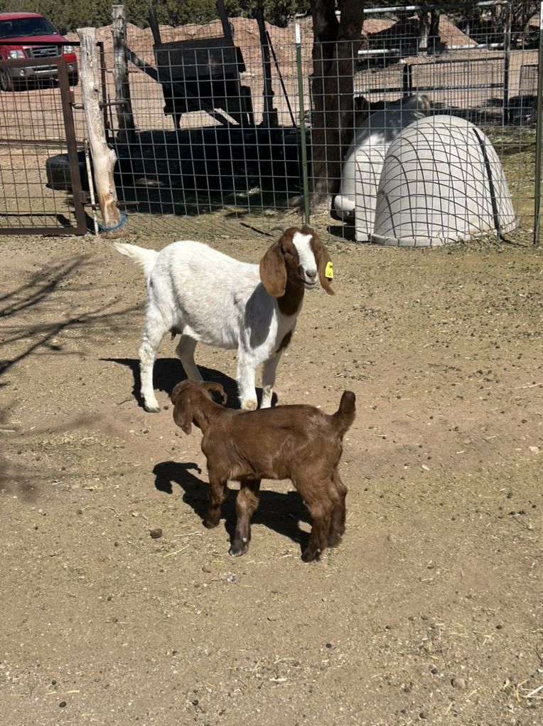 Boer Goat Pairs