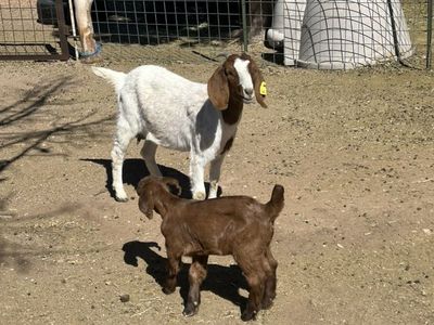 Boer Goat Pairs