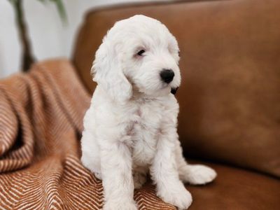 Mini Sheepadoodle Puppy