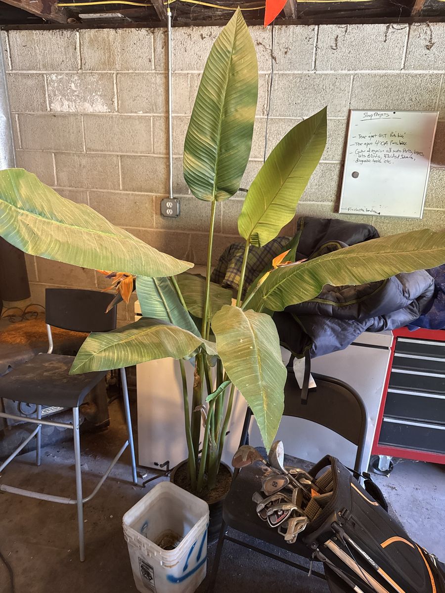 Fake Bird of Paradise