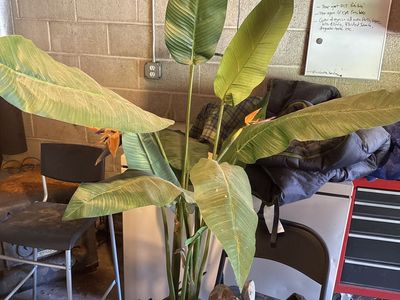 Fake Bird of Paradise
