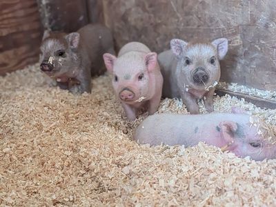 mini pig Juliana piglets.