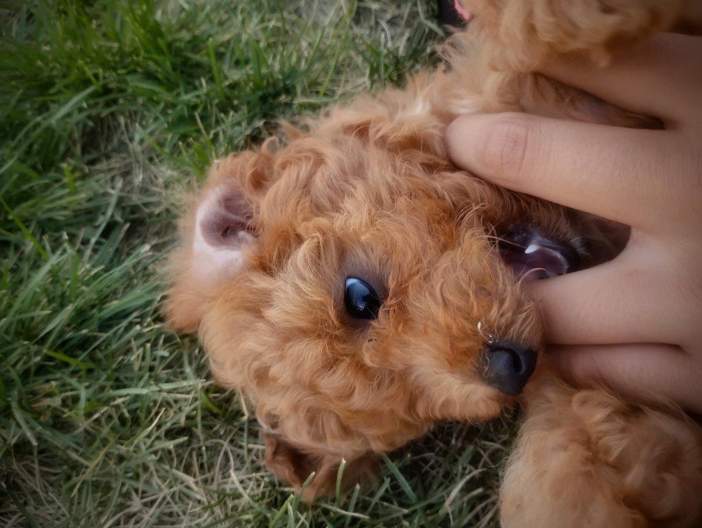 toy poodle  /aussiedoodle