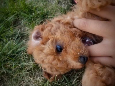 toy poodle /aussiedoodle