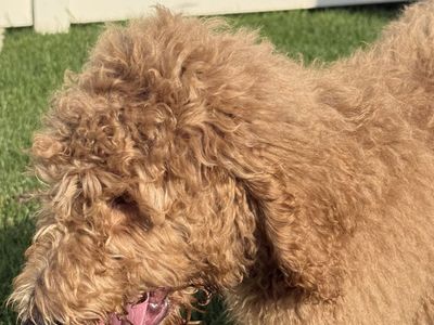 doodle Puppies for sale