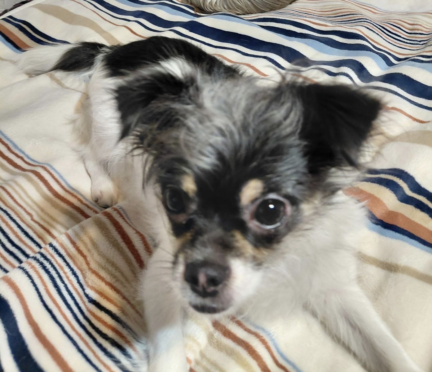 Chihuahua 