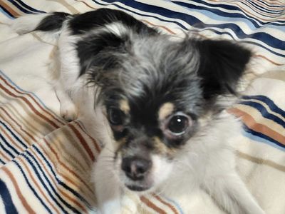 Chihuahua