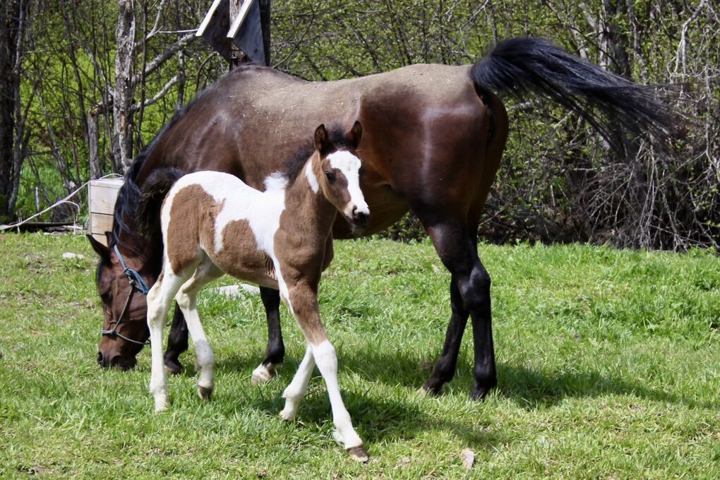 Amazing Deal For An AMAZING COLT! Arabian X Gypsy!