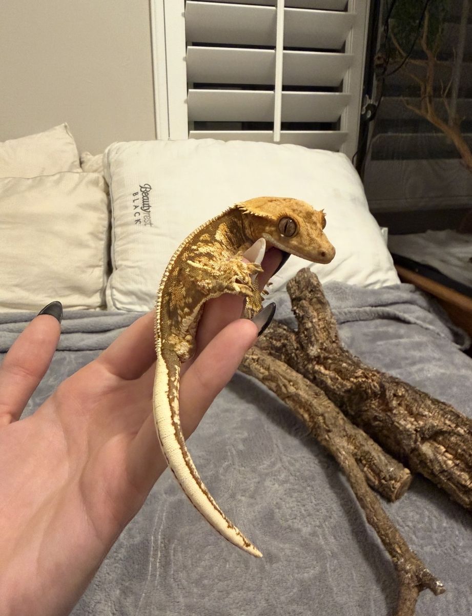 Crested Gecko