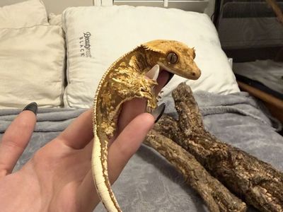 Crested Gecko