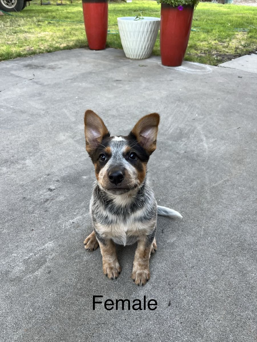 8 Week Old Heeler/McNab Pups
