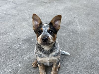 8 Week Old Heeler/McNab Pups