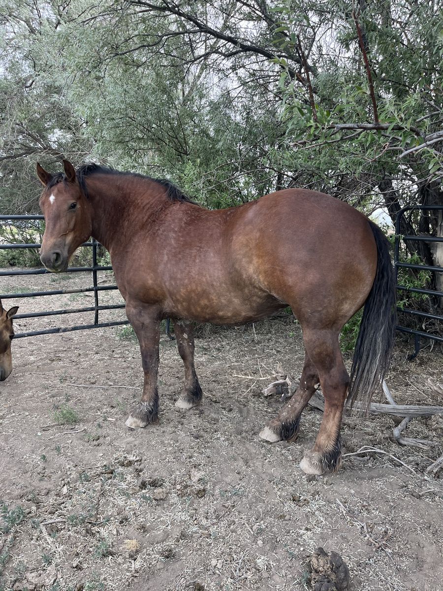 Half Draft Mare