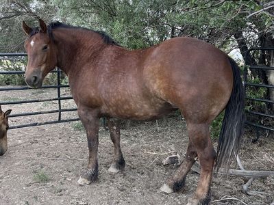 Half Draft Mare