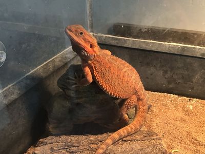 Hypo Trans Red Bearded Dragon Lizard