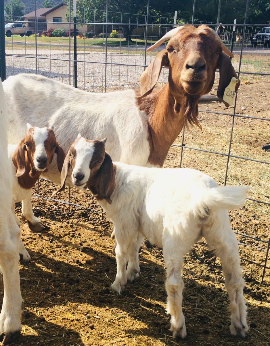 Boar Goats