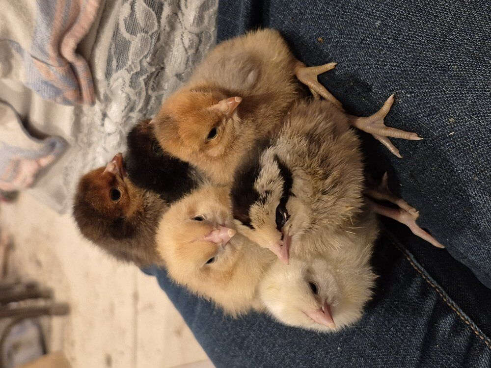 Chicks!! Buff and Chocolate Orphington,  Astralorp