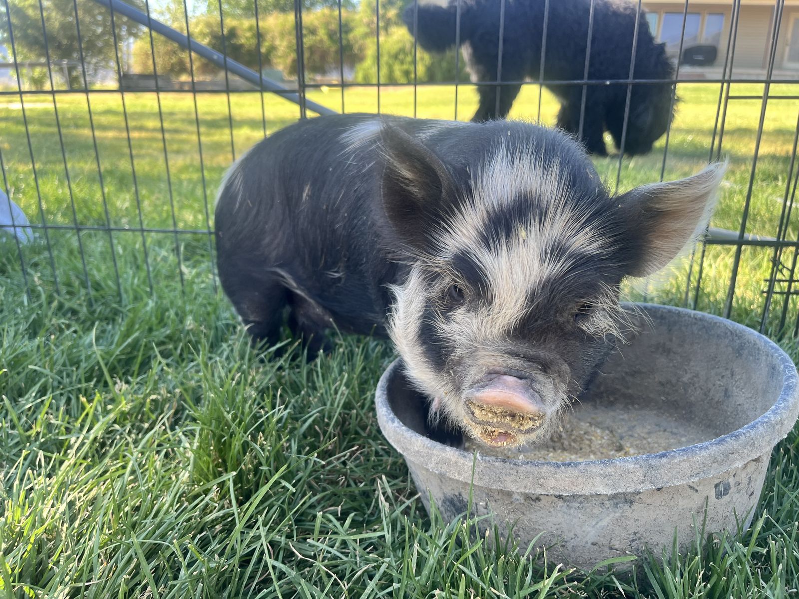 Kune Kune Piglets!