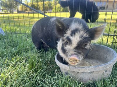 Kune Kune Piglets!