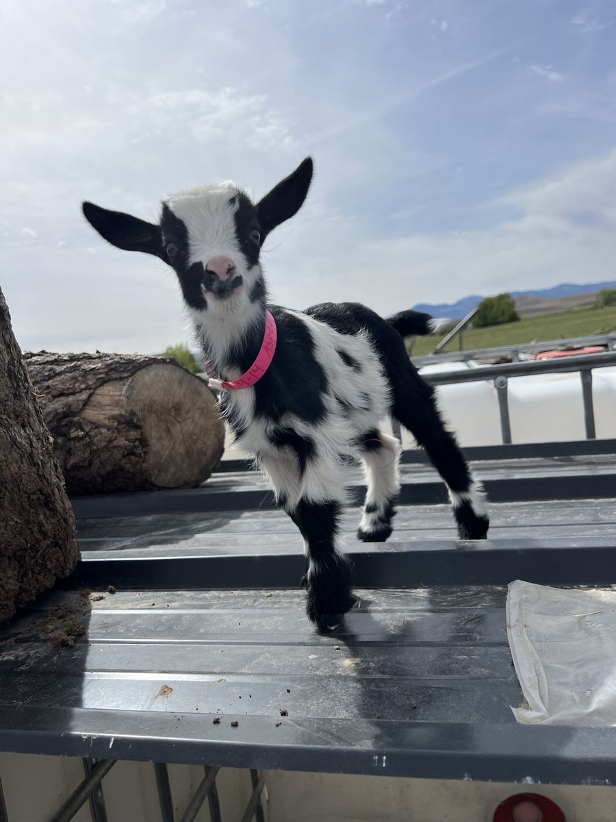 Nigerian Dwarf Bottle Baby Doeling