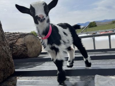 Nigerian Dwarf Bottle Baby Doeling