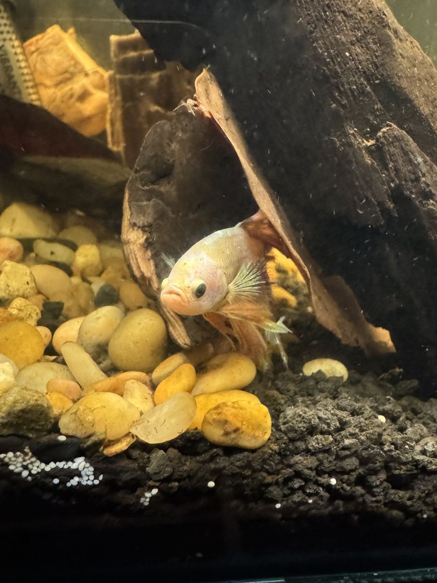 ISO FREE FISH, SHRIMP & PEST SNAILS