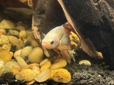 ISO FREE FISH, SHRIMP & PEST SNAILS