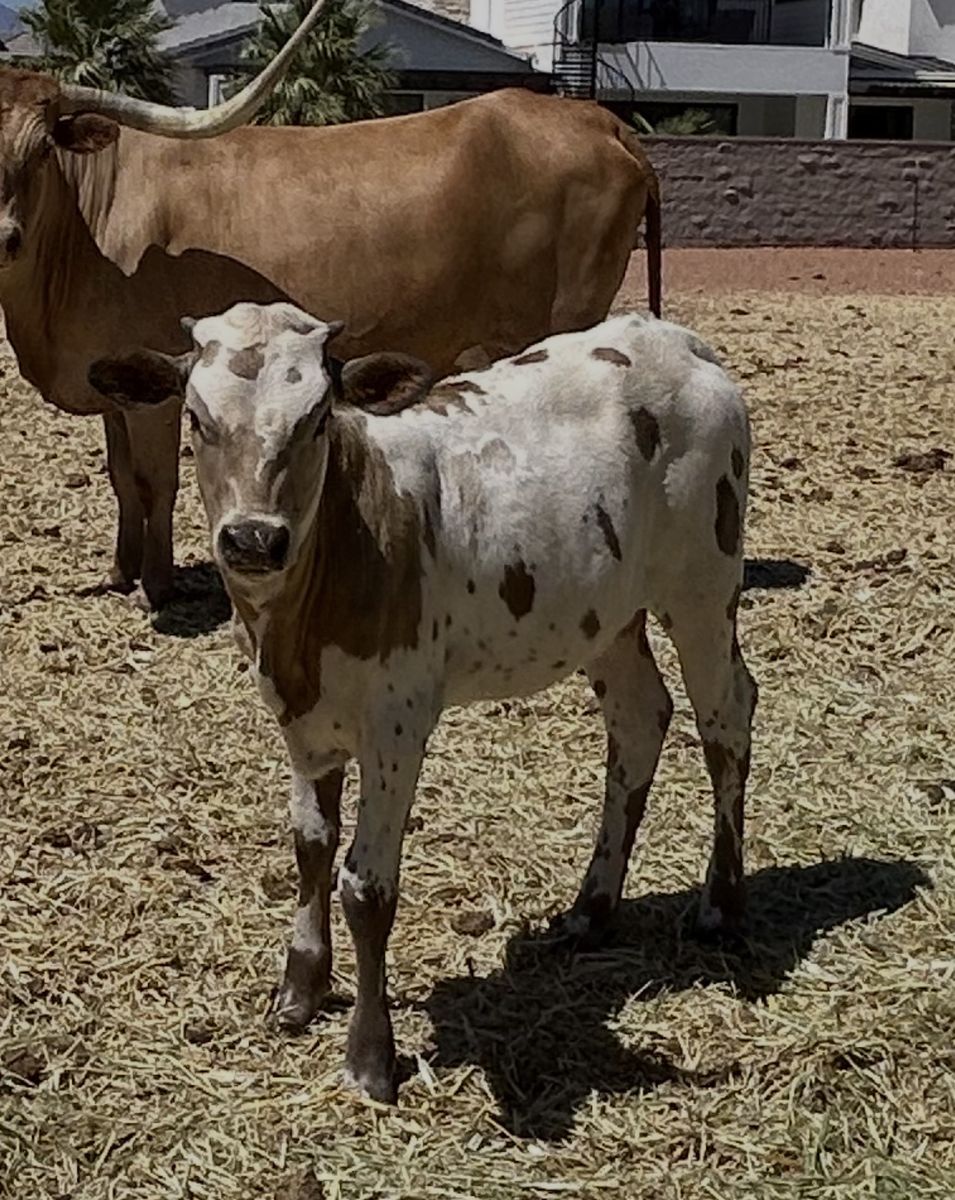 Texas Longhorn cattle for sale
