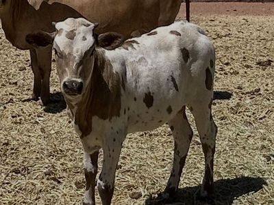 Texas Longhorn cattle for sale