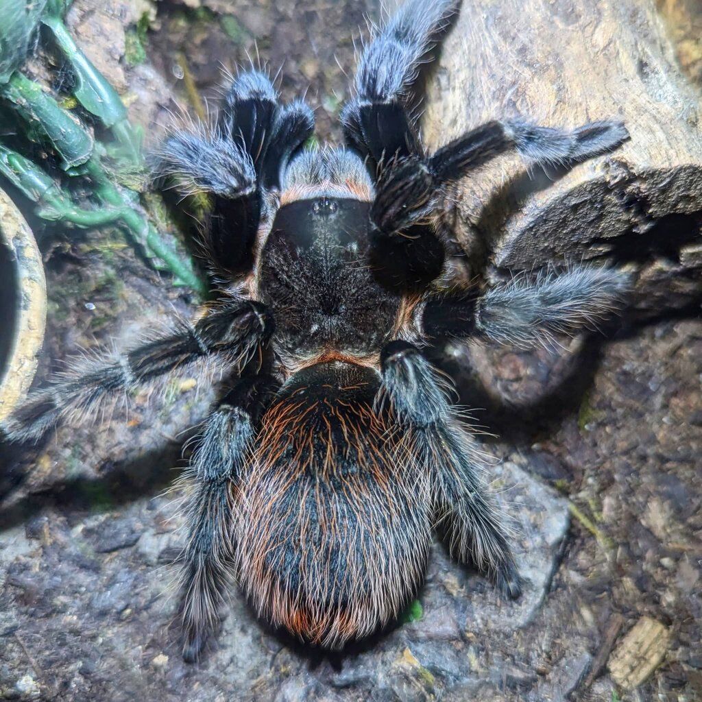 tarantulas + ball python for sale or trade