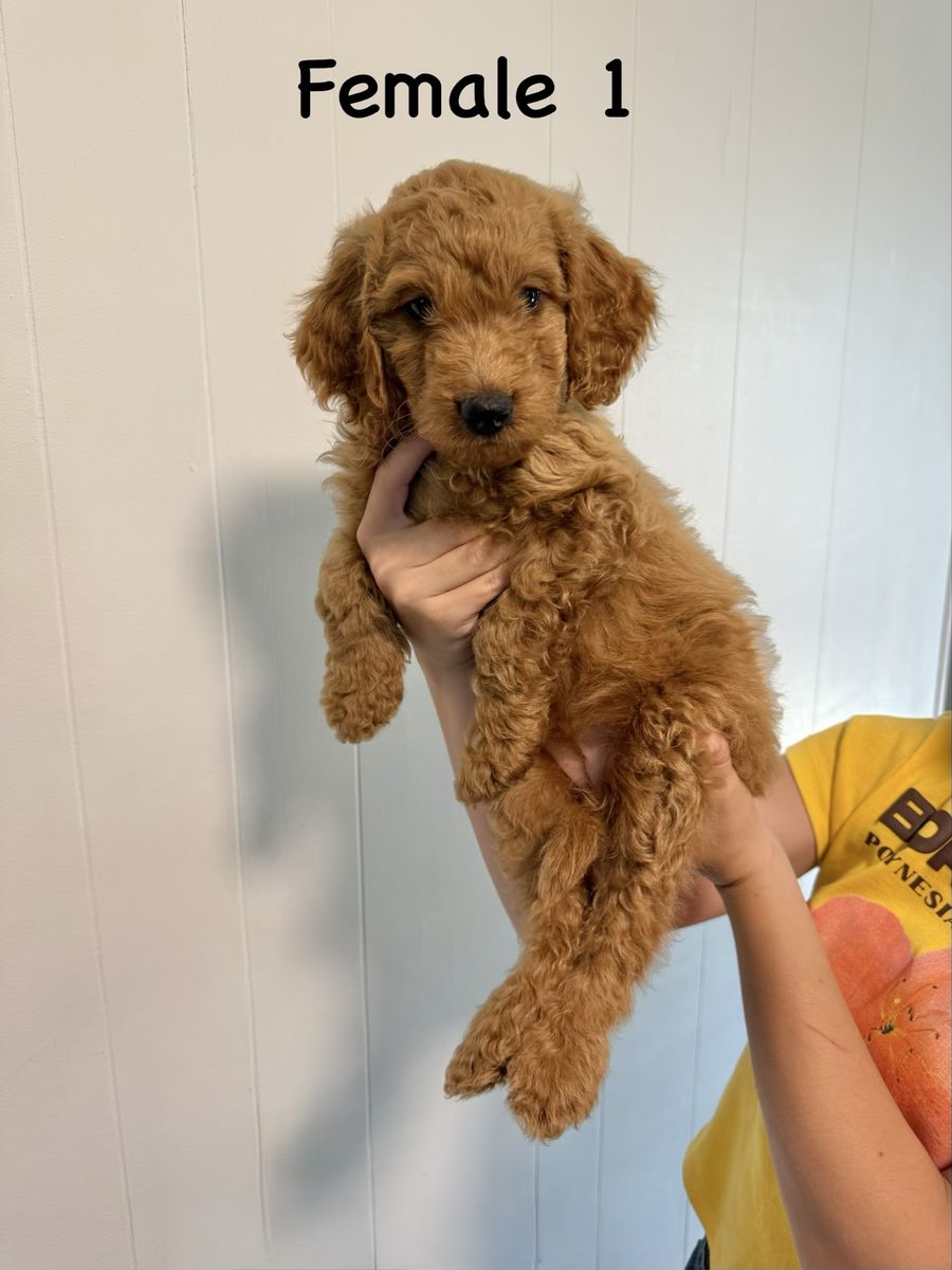 Mini Multigenerational Goldendoodle Puppies - READY NOW - PRICE REDUCED