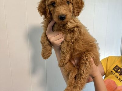 Mini Multigenerational Goldendoodle Puppies - READY NOW - PRICE REDUCED