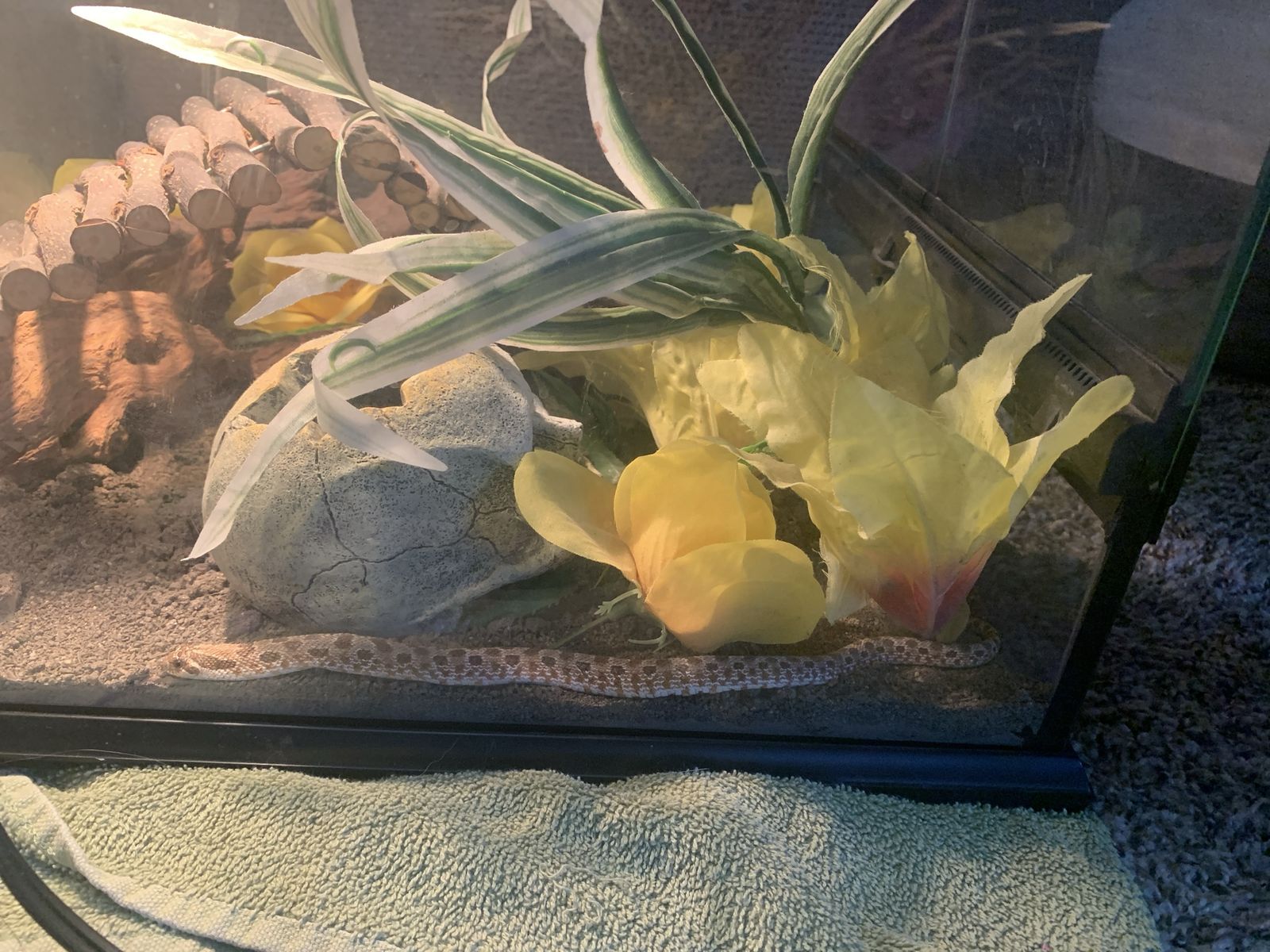 Hognose and tank
