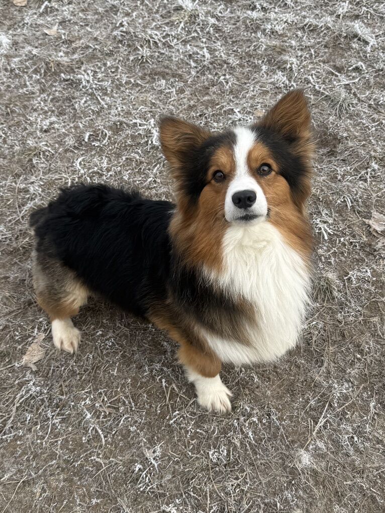 AKC pembroke welsh corgi - STUD