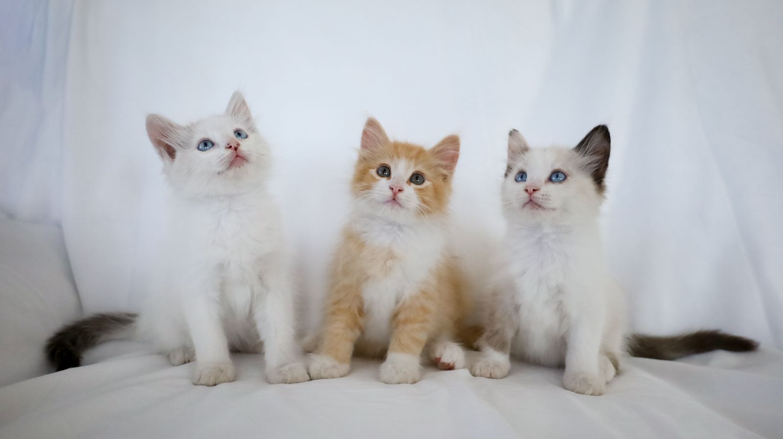 Adorable Kittens Available