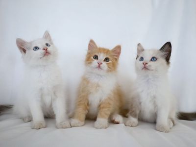 Adorable Kittens Available