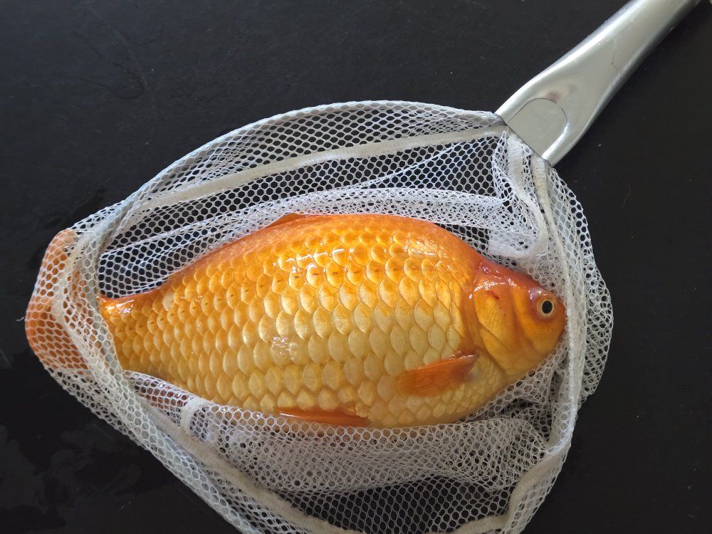 Pond Koi