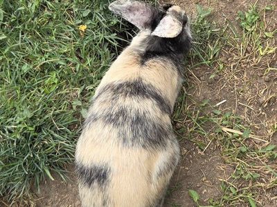 Japanese Harlequin Bunny Rabbit Junior