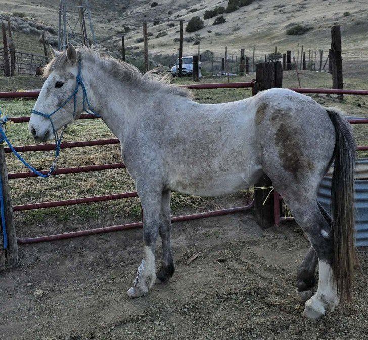 pony grey filly
