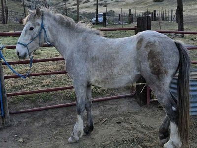 pony grey filly